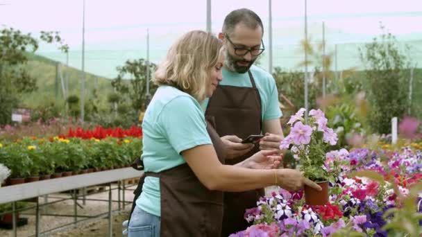Deux fleuristes professionnels prenant des photos de pétunia en pot — Video