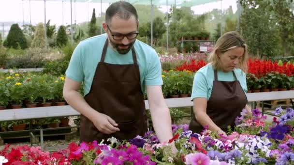 Jardiniers pensifs prenant soin des plantes en pot dans la serre — Video