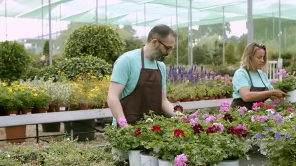Deux fleuristes concentrés qui s'occupent des pélargoniums en fleurs — Video