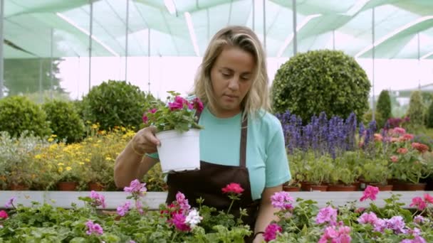 Blonde gardener working with geranium plants in greenhouse — Stock Video