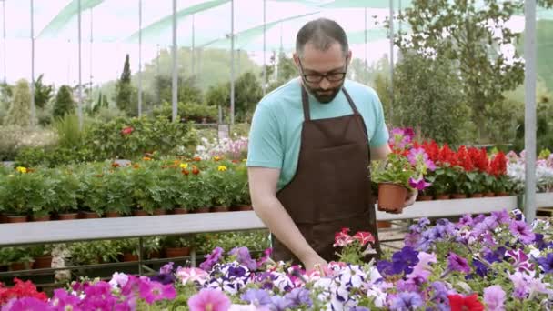 Serious gardener in apron checking geraniums in greenhouse — Stock Video