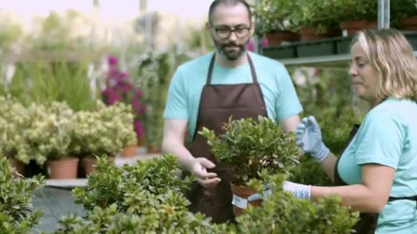 鉢で観葉植物を調べる幸せな温室庭師 — ストック動画