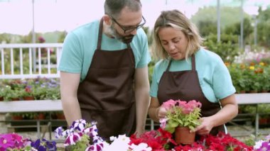 Ciddi bir erkek bahçıvan, çömleklerdeki petunyaları soruyor.