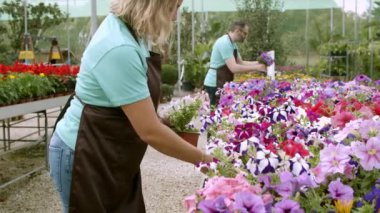 Kafkasyalı bahçıvanlar petunya bitkisine bakıyor.