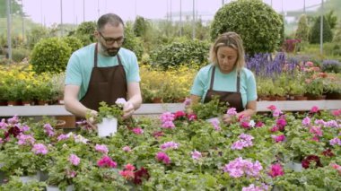 Serada çiçeklerle çalışan konsantre çiçekçiler.