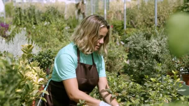 Feliz jardinero de invernadero cortando plantas de interior con podadora — Vídeo de stock