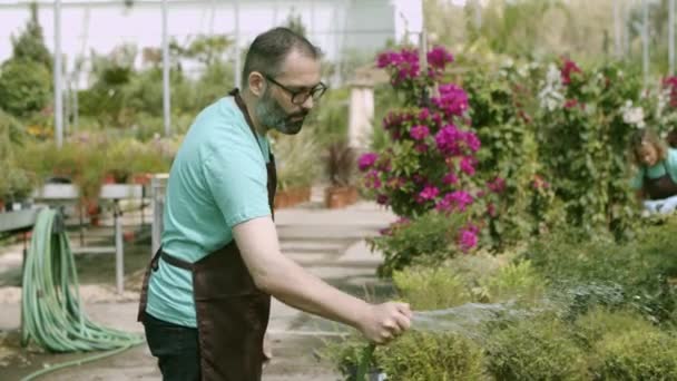 温室男用软管浇灌植物 — 图库视频影像
