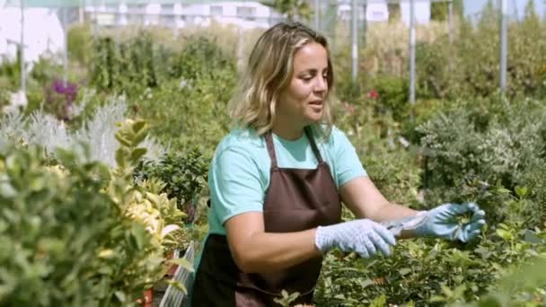 幸せな温室女性の庭師は剪定機で観葉植物を切る — ストック動画