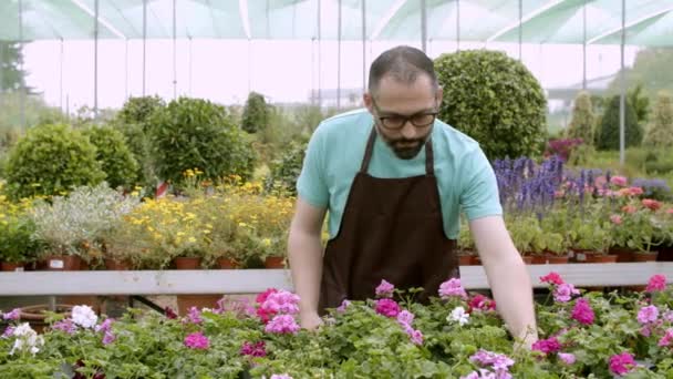 Zaostřený zahradník kontrolující pelargoniové rostliny v květináčích — Stock video