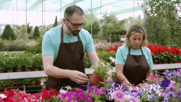 Dos trabajadores del jardín revisando plantas en invernadero — Vídeos de Stock
