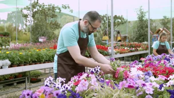 鉢植えの花をチェックする切実な髭の庭師 — ストック動画