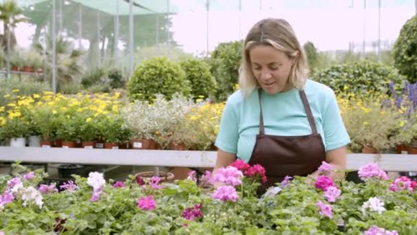 Feliz jardinero femenino comprobando geranios bonitos — Vídeos de Stock