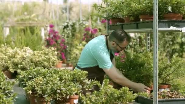Właściciel szklarni wybiera rośliny domowe na sprzedaż — Wideo stockowe