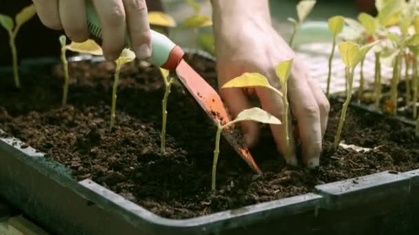 园艺师用汤匙种植苗木的手 — 图库视频影像