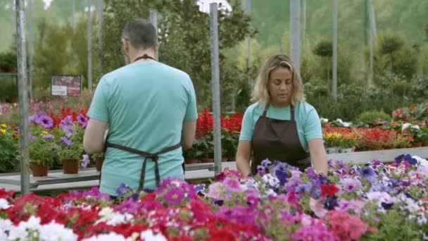 Professionele tuiniers bereiden potplanten voor verkoop — Stockvideo