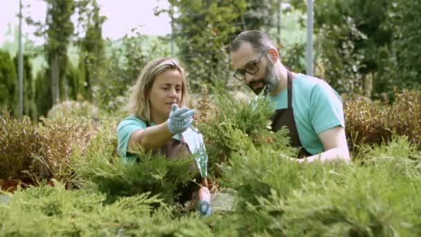 Dois jardineiros conversando e examinando zimbros em panelas — Vídeo de Stock