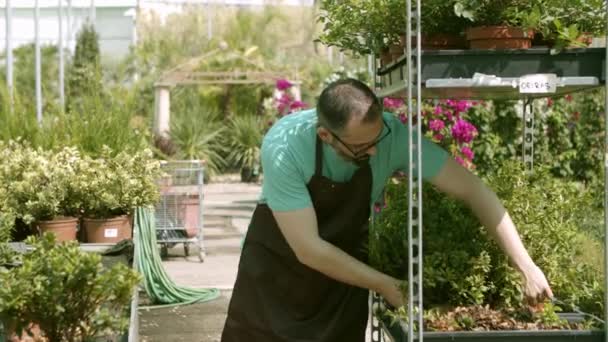 Латинский садовник выбирает домашние растения — стоковое видео
