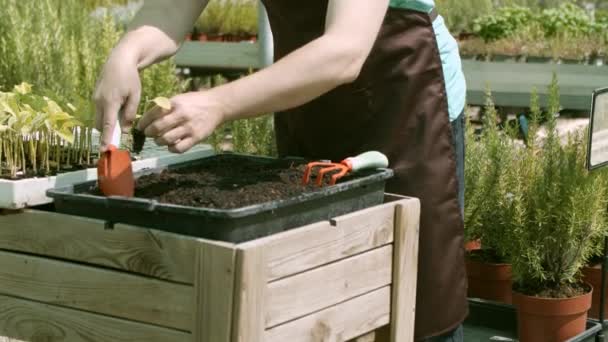 Обрізаний знімок жіночого садівника, що саджає розсаду в теплицю — стокове відео