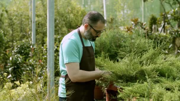 Latijnse mannelijke bloemist onderzoeken jeneverbes in potten — Stockvideo