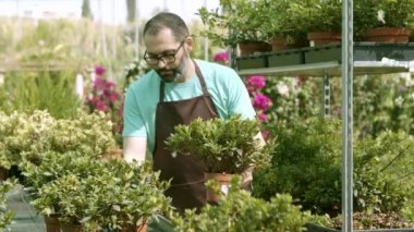 Sera sahibi satılık ev bitkileri seçiyor