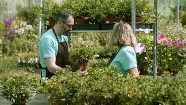 Pareja de jardineros de invernadero examinando plantas de interior en macetas — Vídeos de Stock