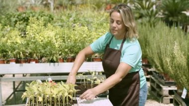 Serada fideleri yeniden eken kadın bahçıvan.