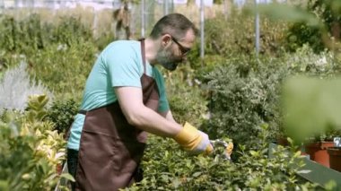 Mutlu erkek bahçıvan ev bitkilerini kesiyor.