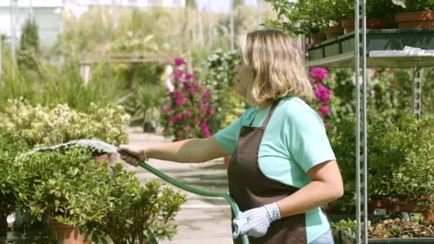 Invernadero propietario femenino plantas de riego — Vídeos de Stock