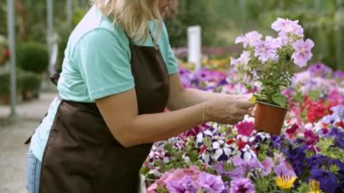 Çiçekçi dükkanı çalışanı önlük giyiyor, ev çiçeklerini inceliyor.