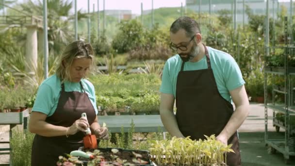 Casal de jardineiros plantando mudas em estufa — Vídeo de Stock