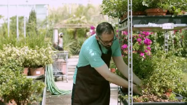 Greenhouse Latin gardener preparing home plants for sale — Stock Video