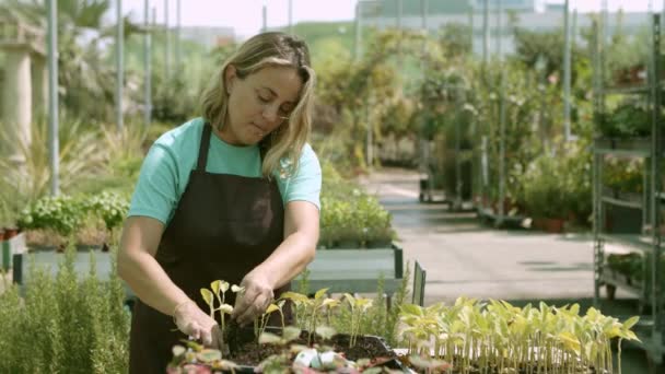 Professional female gardener replanting seedlings in greenhouse — Stock Video