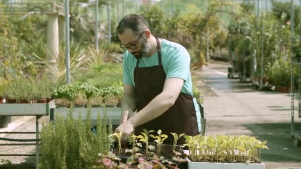 Latin male gardener replanting seedlings in greenhouse — Stock Video