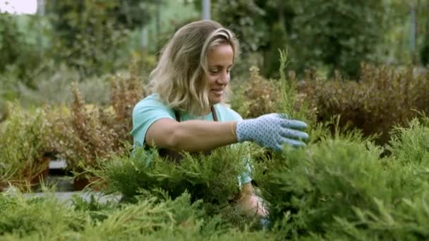 Felice giardiniere donna esaminando ginepri in vaso — Video Stock