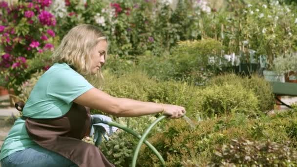 温室专业花店浇灌植物 — 图库视频影像