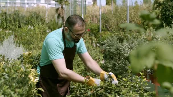 Glad växthus manliga ägare skära krukväxter — Stockvideo