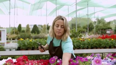 Kadın bahçıvan telefonda saksı petunyalarının fotoğrafını çekiyor.