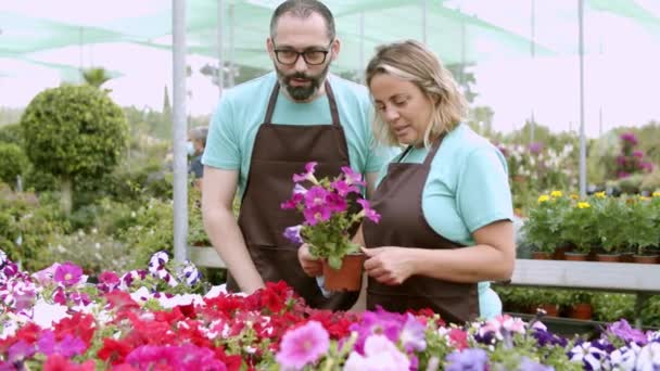 Dos jardineros profesionales serios cuidando petunias, hablando — Vídeo de stock