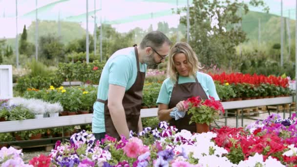Profesyonel bahçıvanlar kırmızı çiçekleri tartışıyor. — Stok video