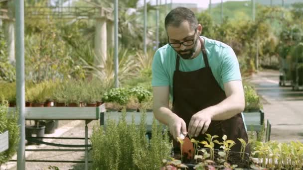 Jardinero masculino plantando plántulas en invernadero — Vídeo de stock