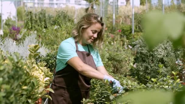 Feliz invernadero jardinero profesional cortar plantas de interior — Vídeos de Stock