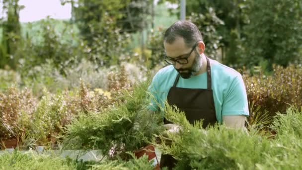Spansk manlig trädgårdsmästare undersöker enar i krukor — Stockvideo