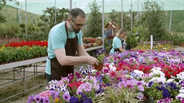 Vista lateral de floristas caucásicos revisando plantas de petunia en macetas — Vídeo de stock