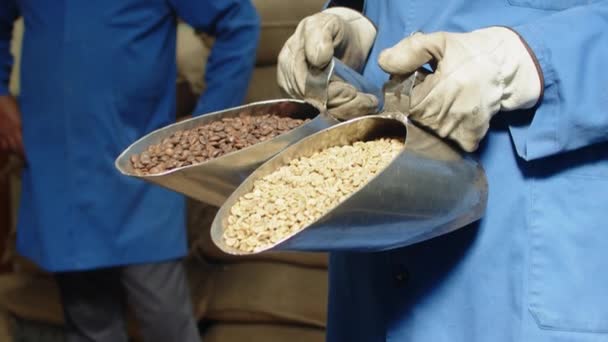 Worker holding scoops with green and brown coffee beans — Stock Video