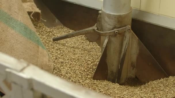 Factory worker pouring raw coffee into machine — Stock Video