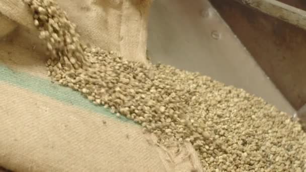 Статичний знімок сирих кавових зерен, що виливаються з мішка — стокове відео
