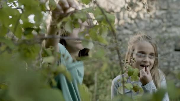 Vooraanzicht van meisje en jongen plukken en eten bessen in de tuin — Stockvideo