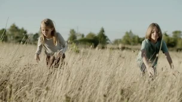 Caucasian boy and girl wading through field on summer day — Stock Video