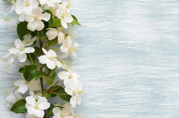 Spring apple blossom on colored background