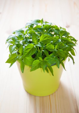 Hot chili pepper grown on the window in a flowerpot